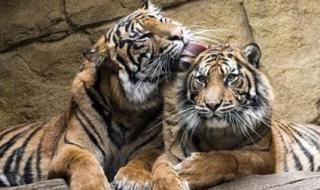 山上的女人是老虎 山上的女人是老虎