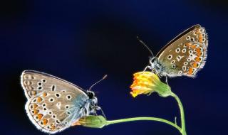 双双化成彩蝶的是