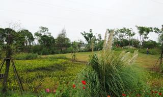 上海西沙湿地公园